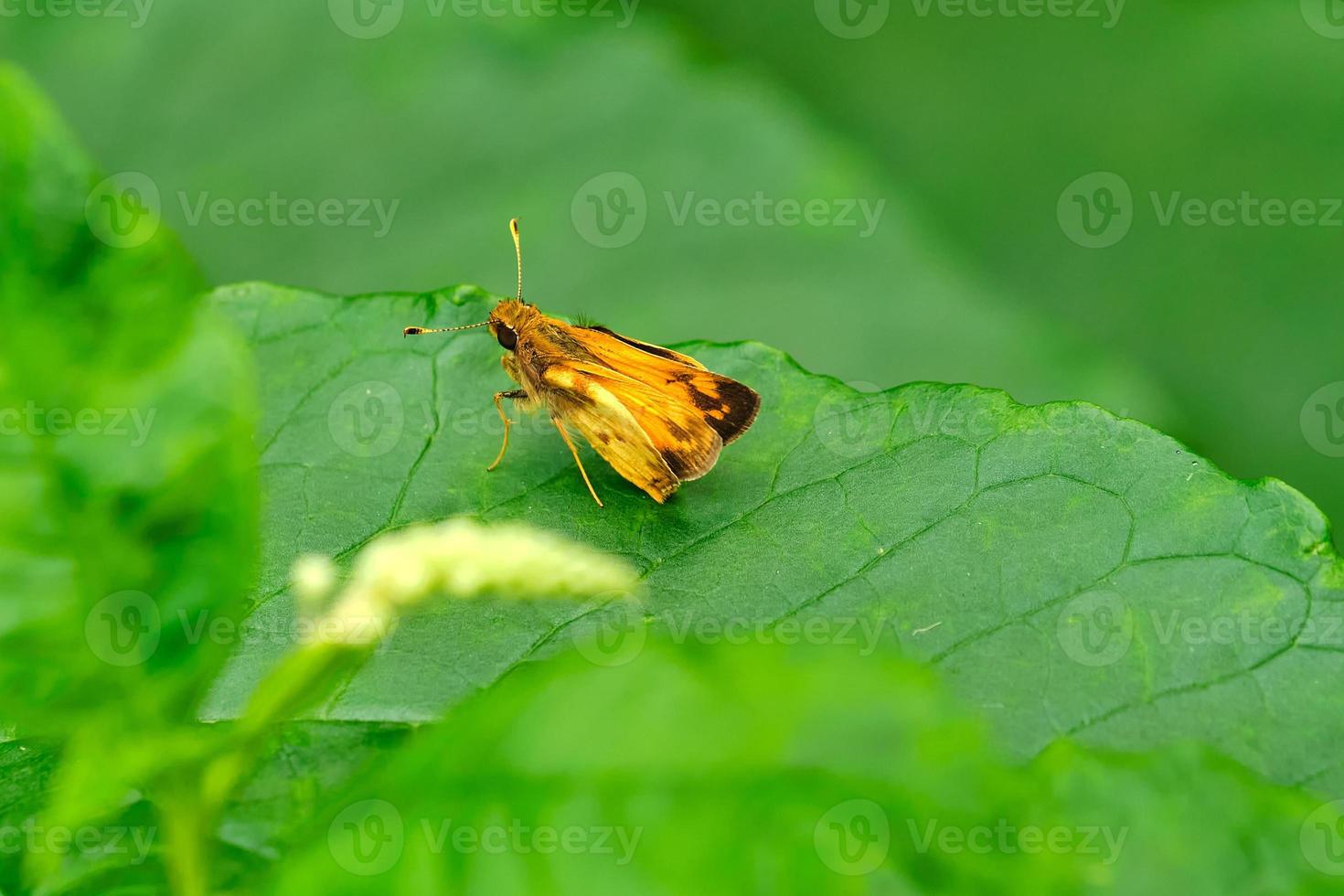 zabulon schipper vlinder Bij rust uit Aan een groen blad in de zomer dag foto