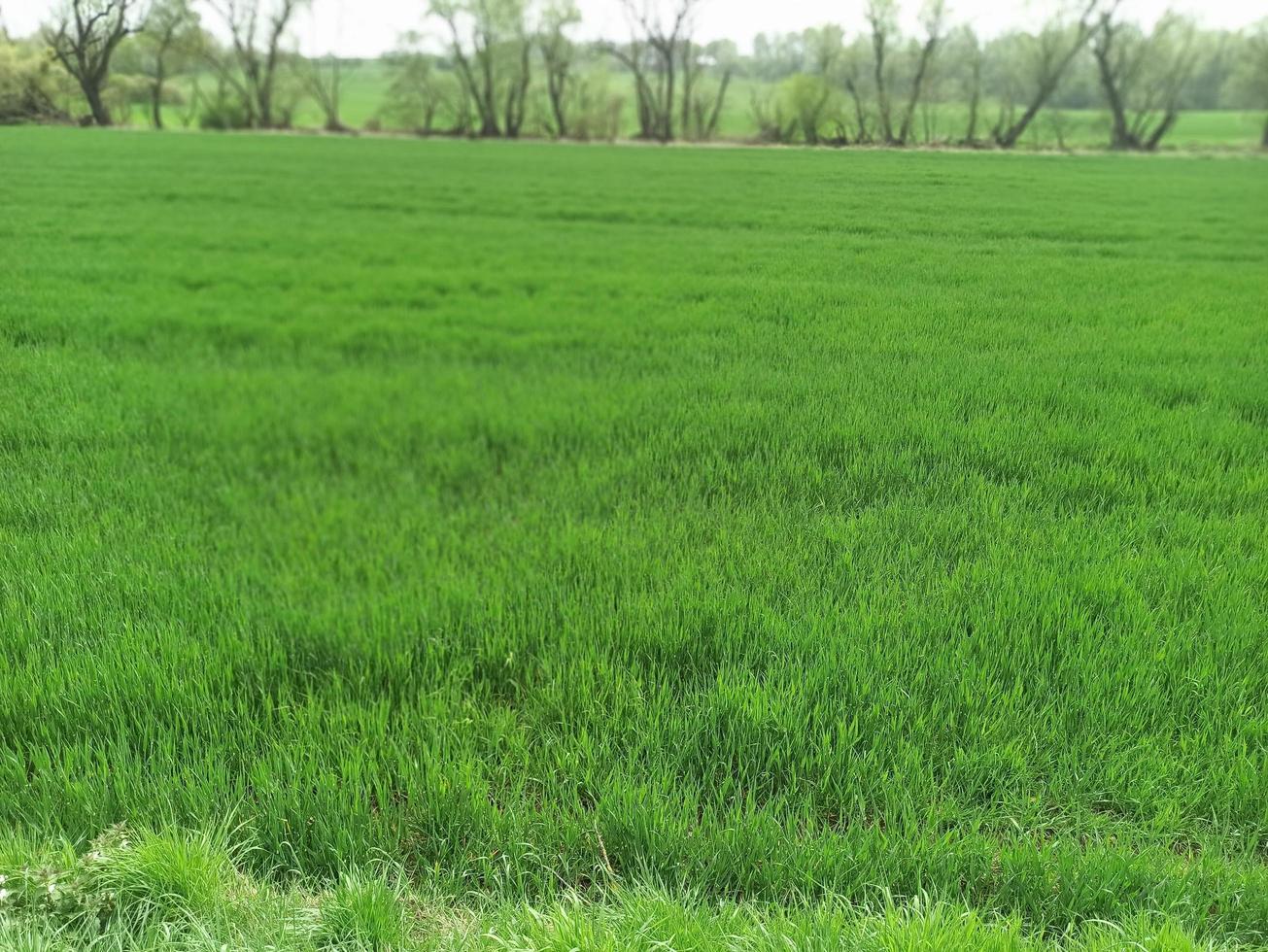 groen gras. achtergrond, uit van focus, wazig foto