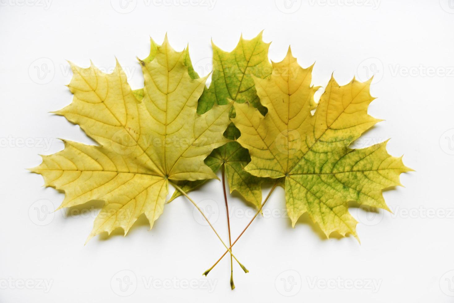 geel en groen esdoorn- bladeren Aan een wit achtergrond detailopname. herbarium bladeren. mooi esdoorn- bladeren in herfst. foto