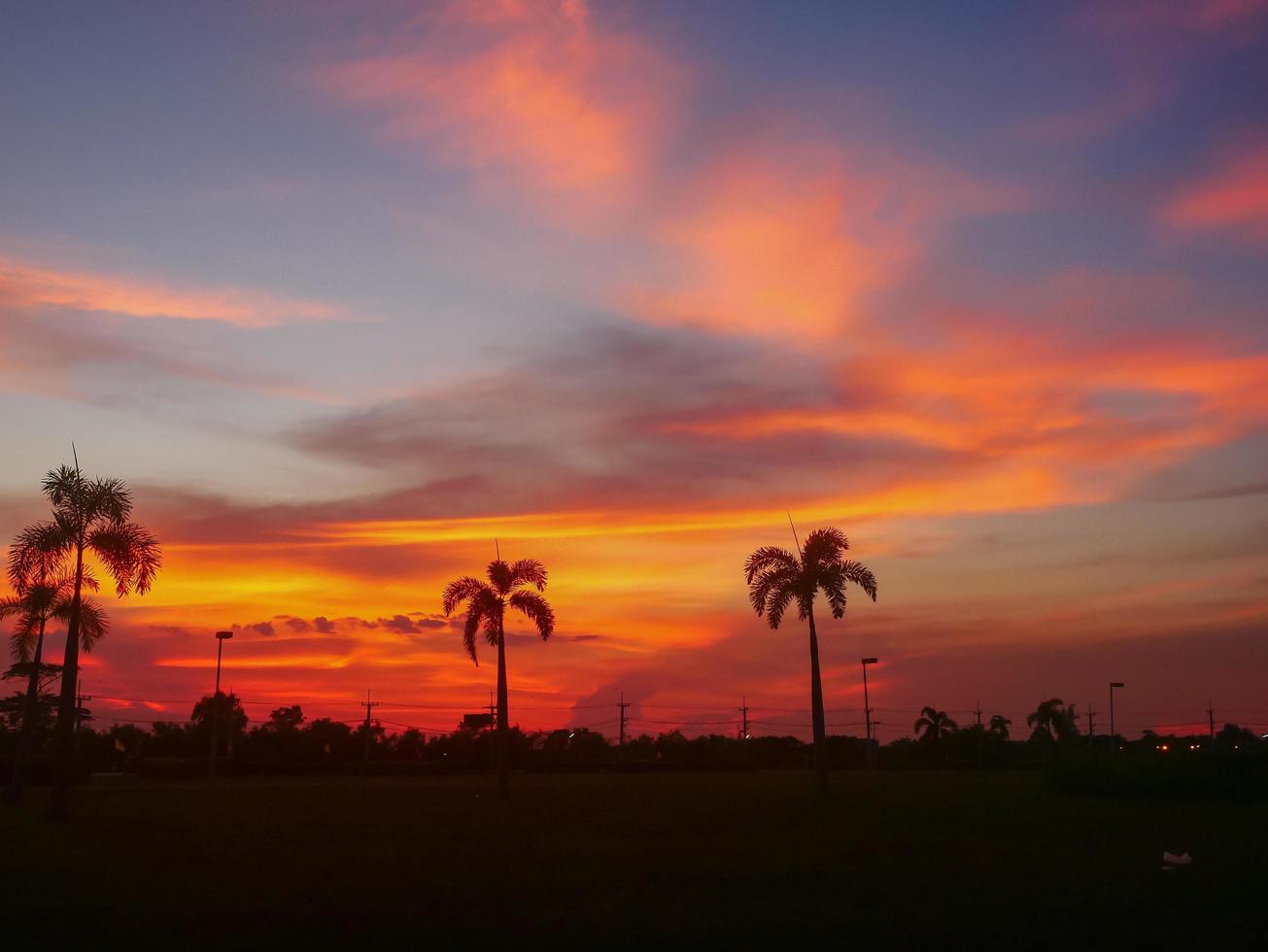 silhouet van palmbomen bij zonsondergang foto