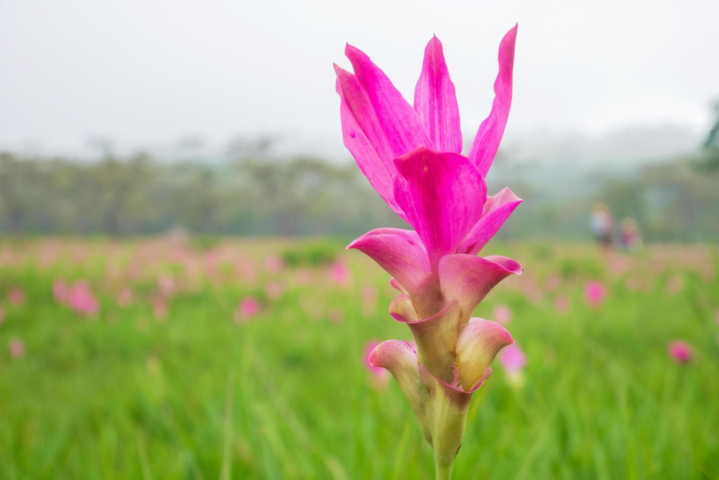 close-up van roze een siam tulp foto