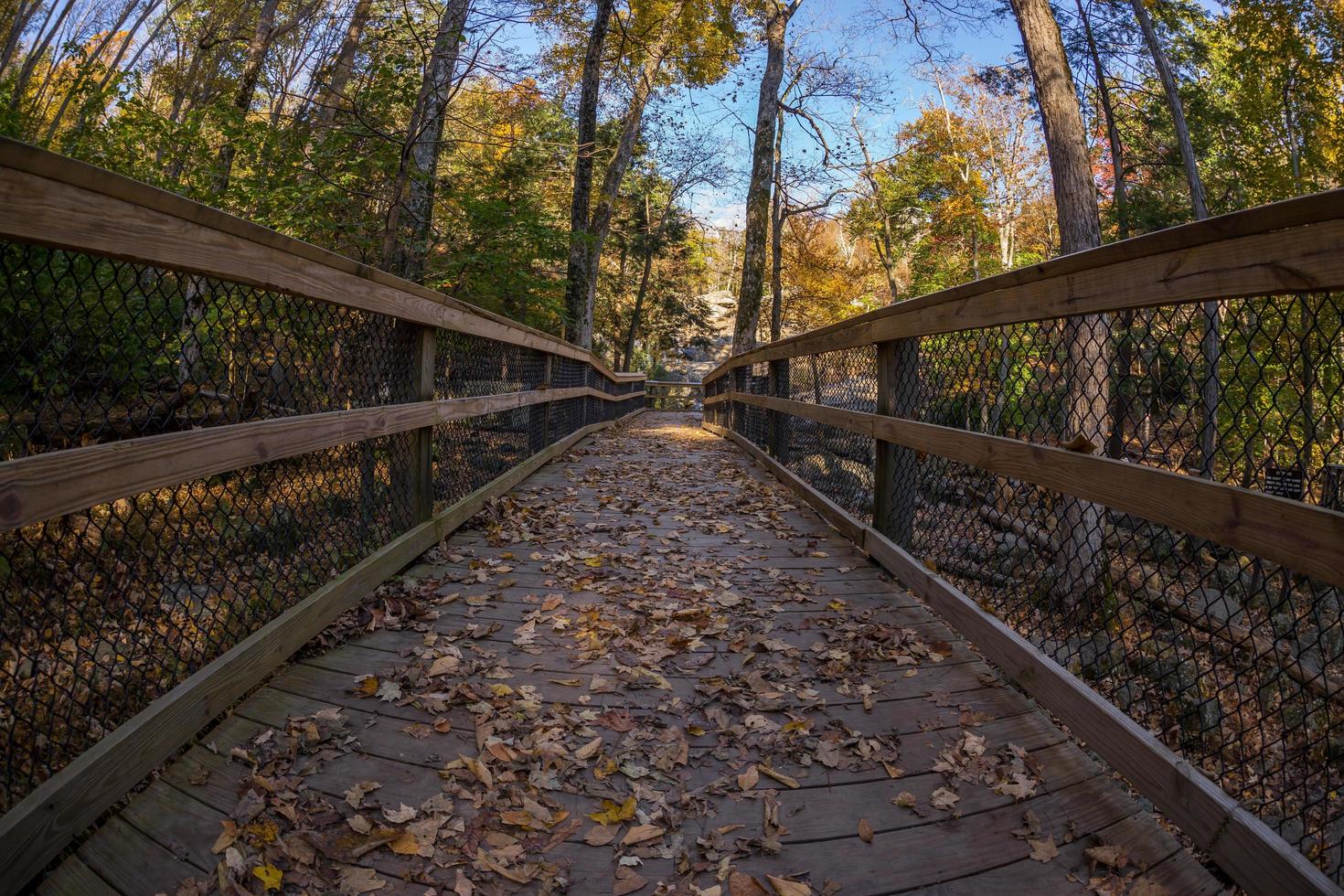 houten promenadepad in een bos foto