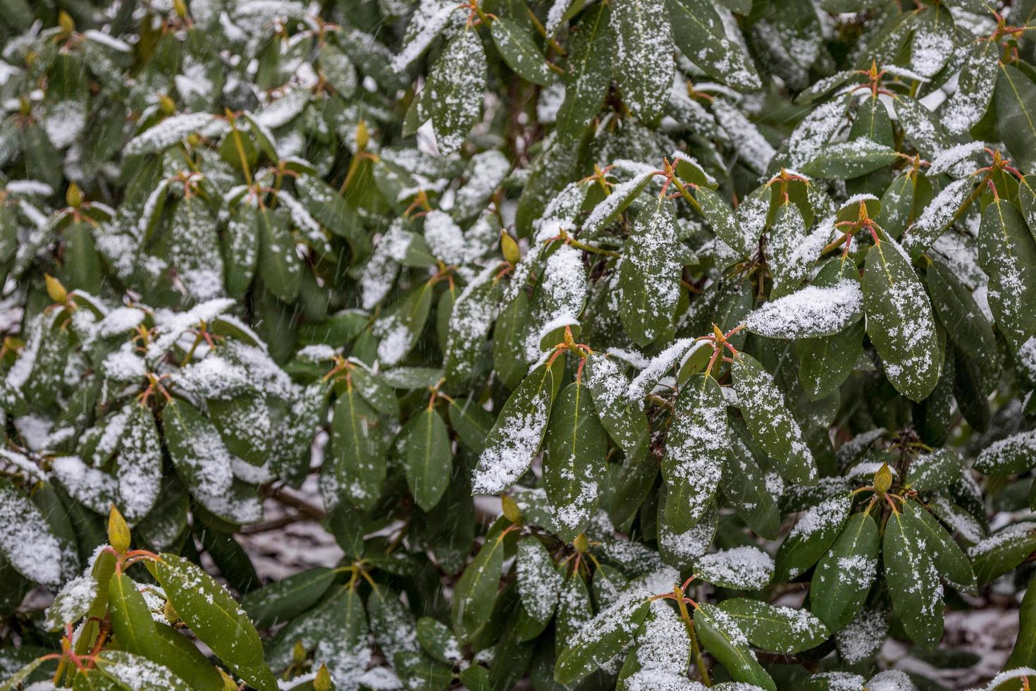 met sneeuw bedekte bladeren na een winterstorm foto