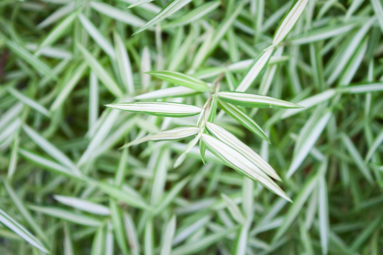 groene bladeren achtergrond foto