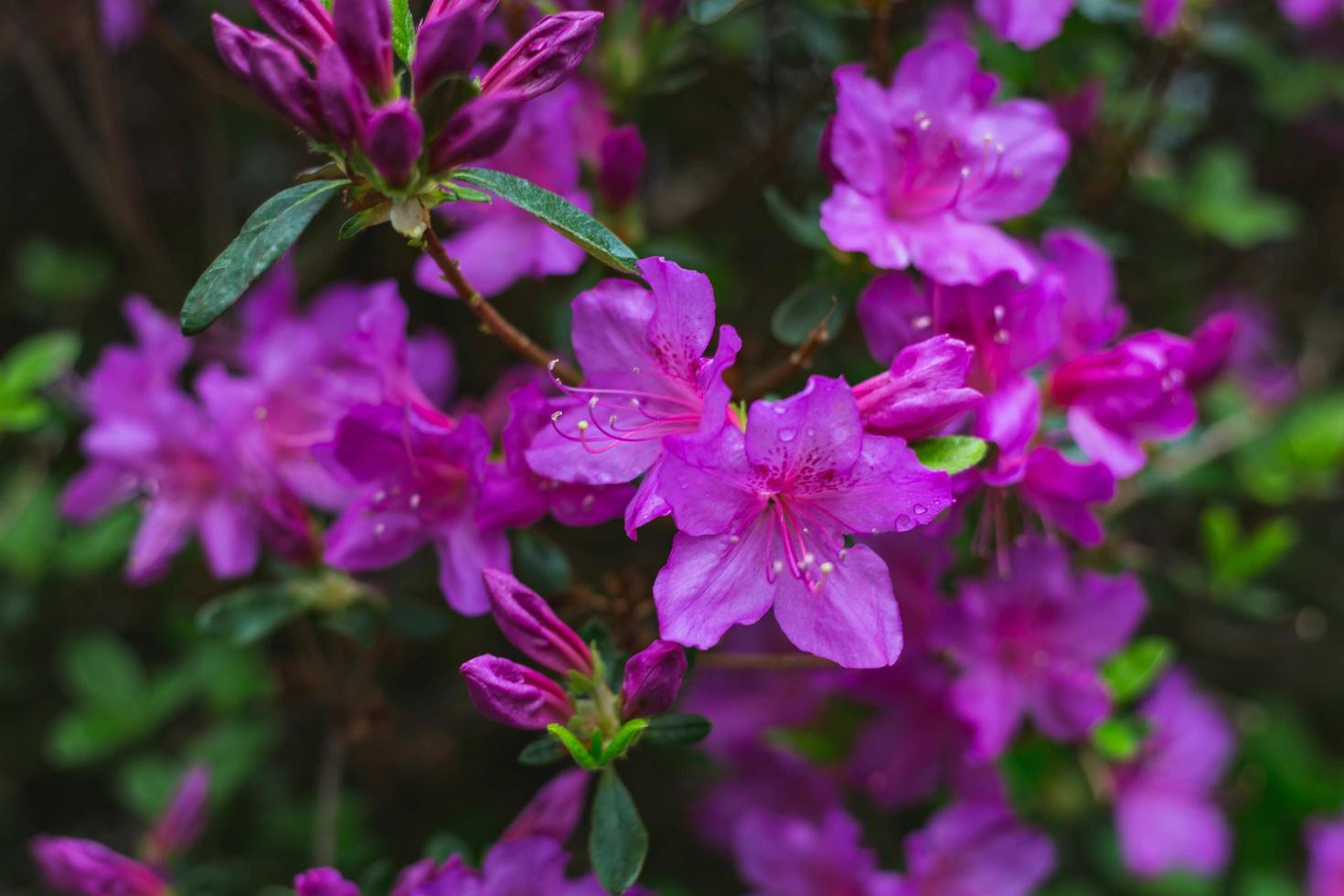 bloeiende paarse bloemen foto