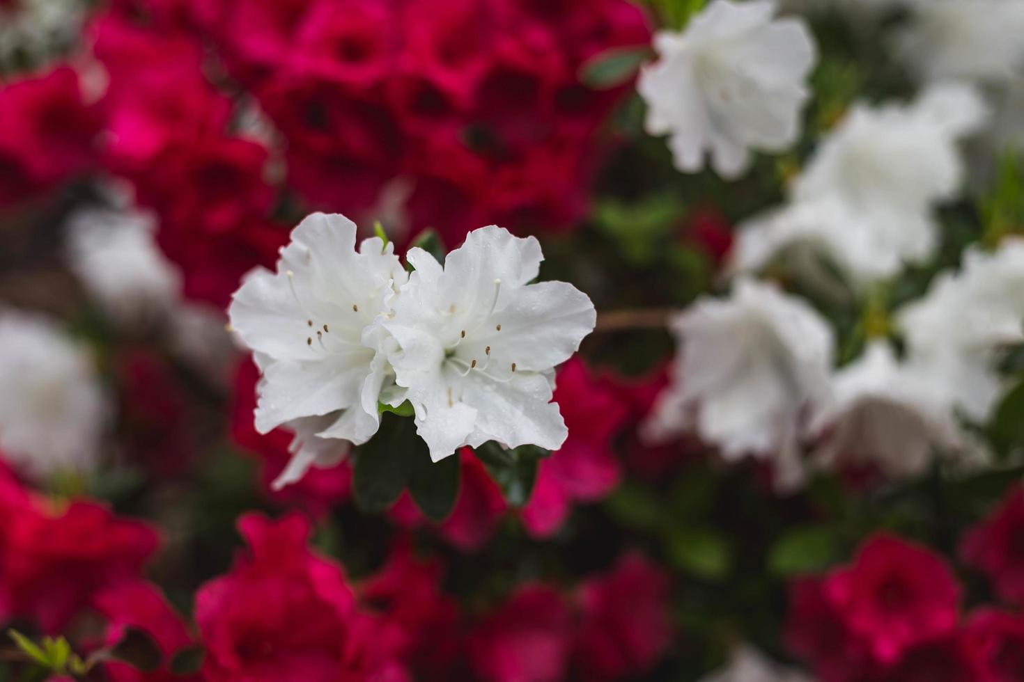 close-up van rode en witte bloemen foto