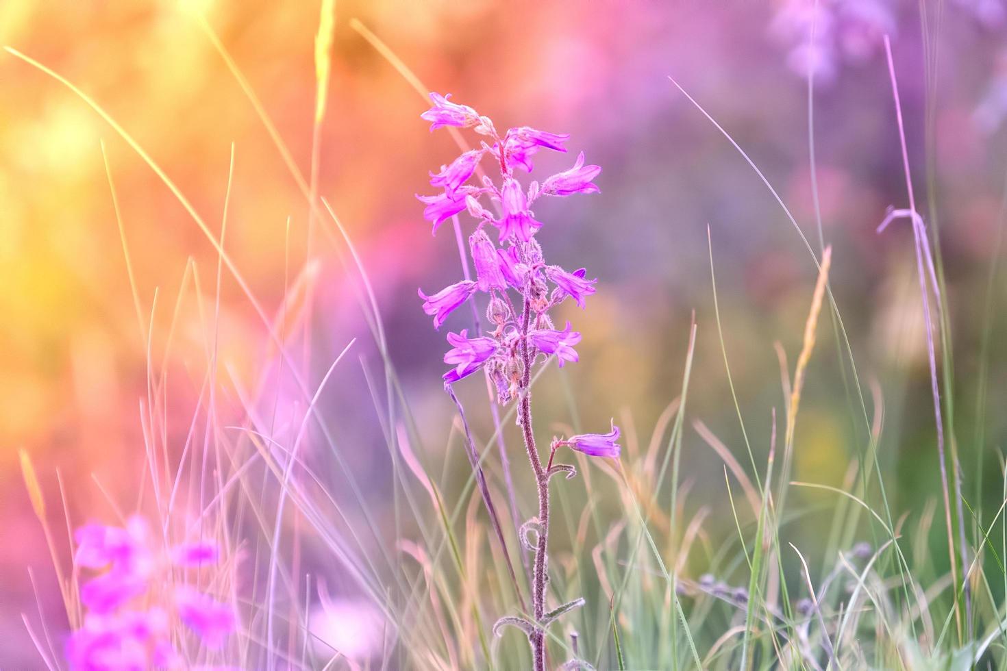 mooi veelkleurig gloeiend bloemen achtergrond met klok foto