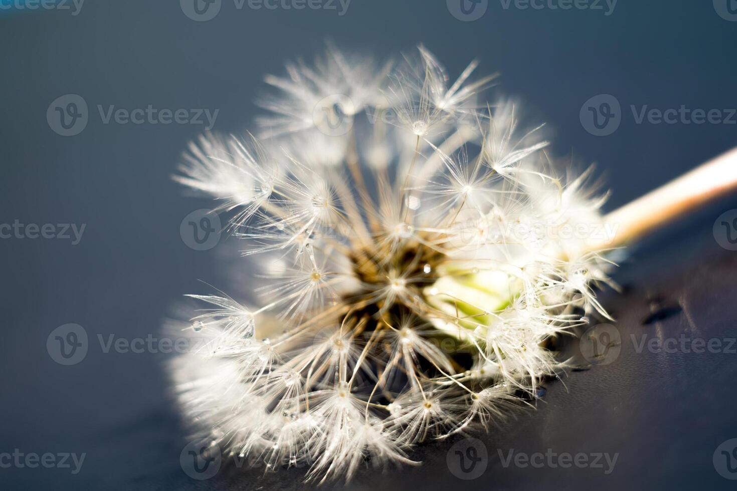 wit paardebloem met water druppels foto