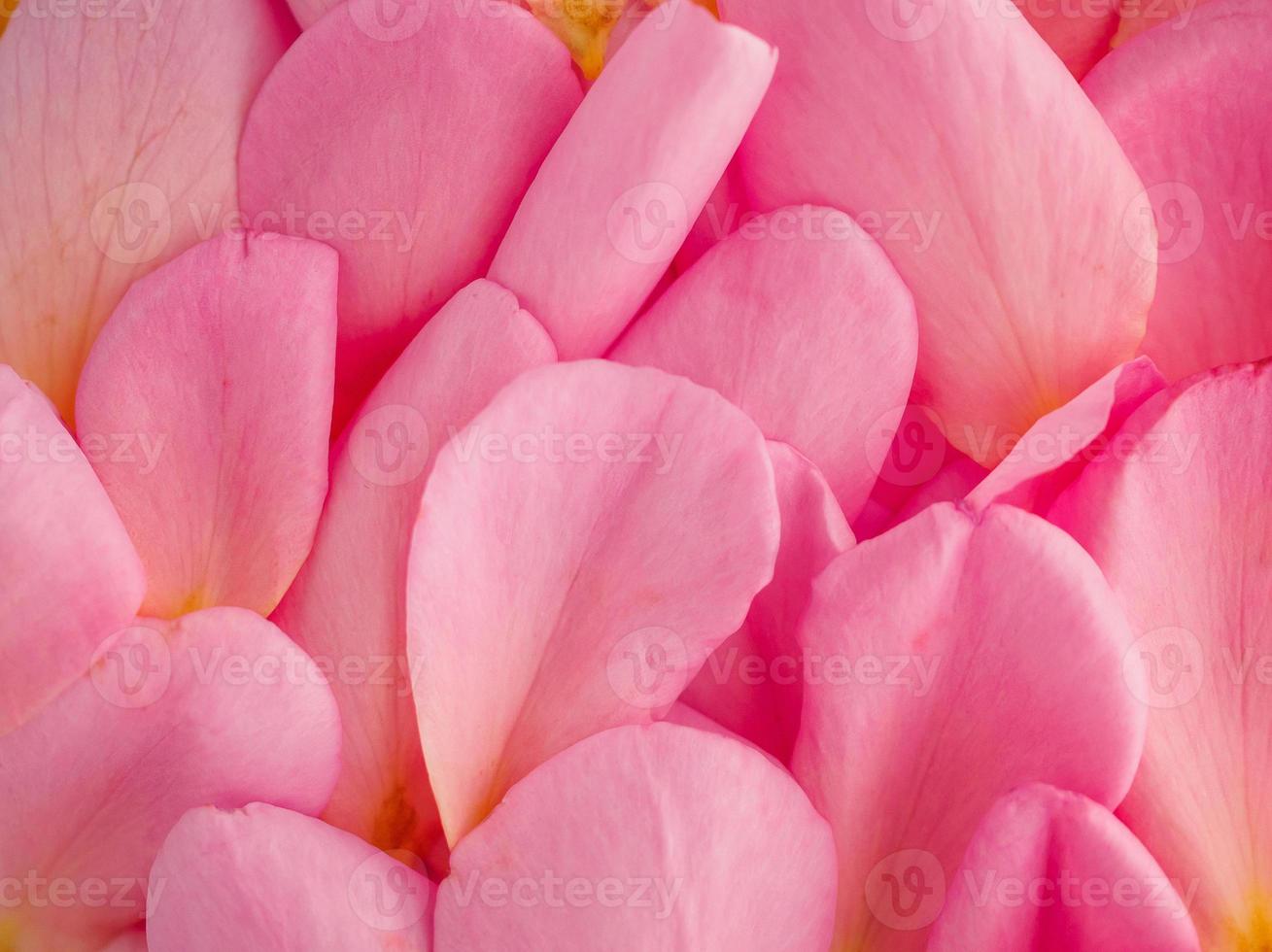 mooie roze rozenblaadjes voor Valentijnsdag achtergrond bovenaanzicht foto