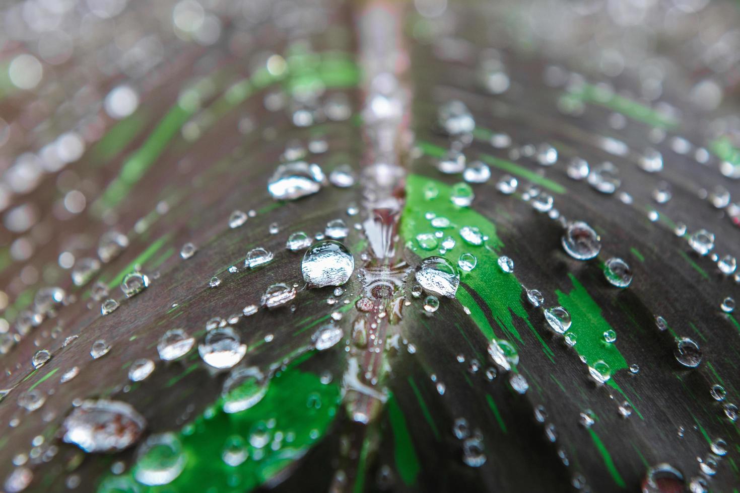 regen druppels Aan blad in ochtend- licht foto