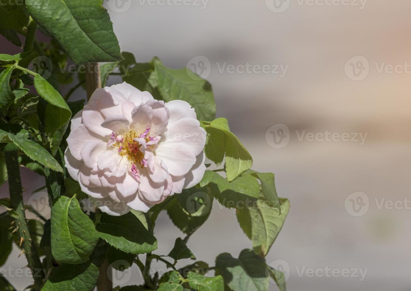 zacht schoonheid roze roos geel stuifmeel abstract vorm met groen bladeren in plantkunde tuin. symbool van liefde in Valentijn dag. zacht geurig aroma flora. foto