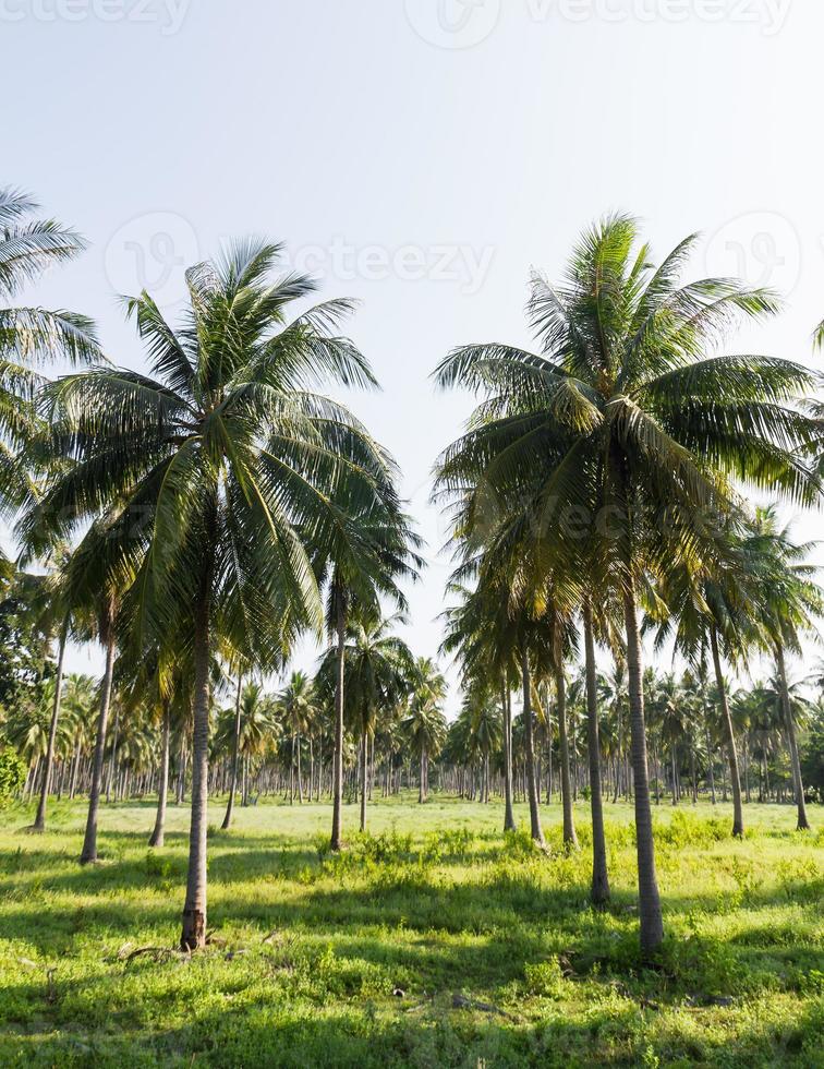 kokosnoot plantage dichtbij omhoog foto