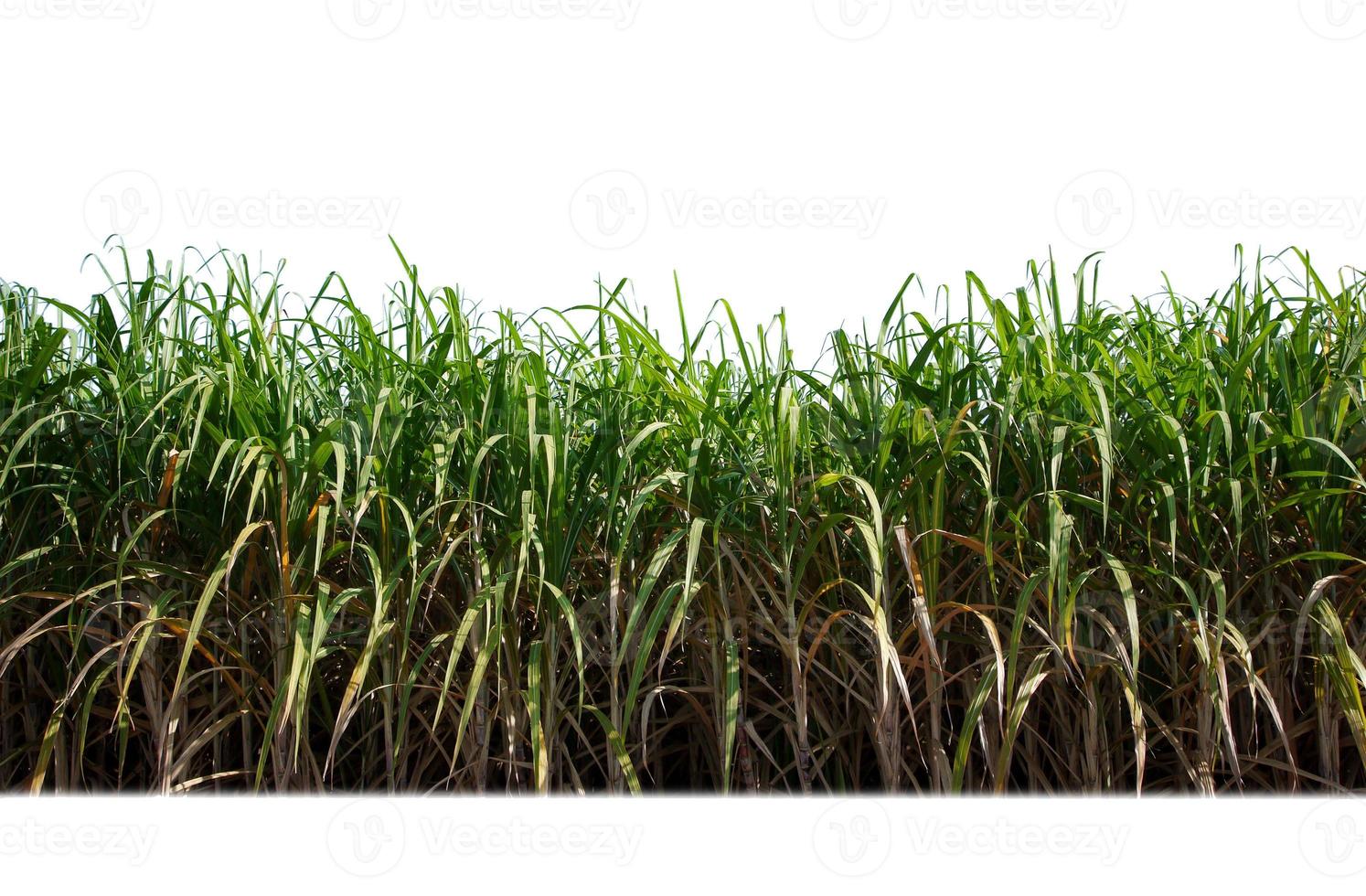 suiker riet geïsoleerd Aan wit achtergrond en knippen pad foto