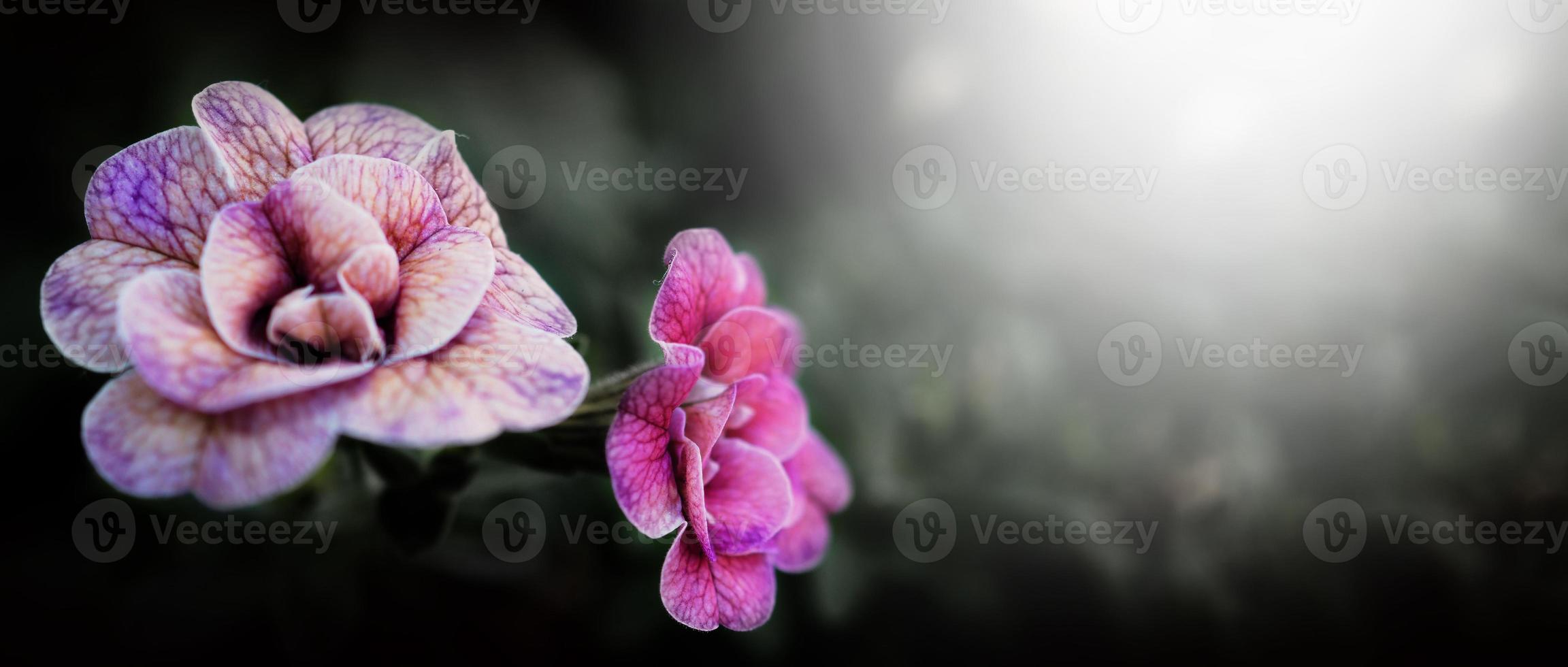 dichtbij omhoog afbeeldingen van dubbele impatiens roos zijn populair tuin eenjarigen. foto