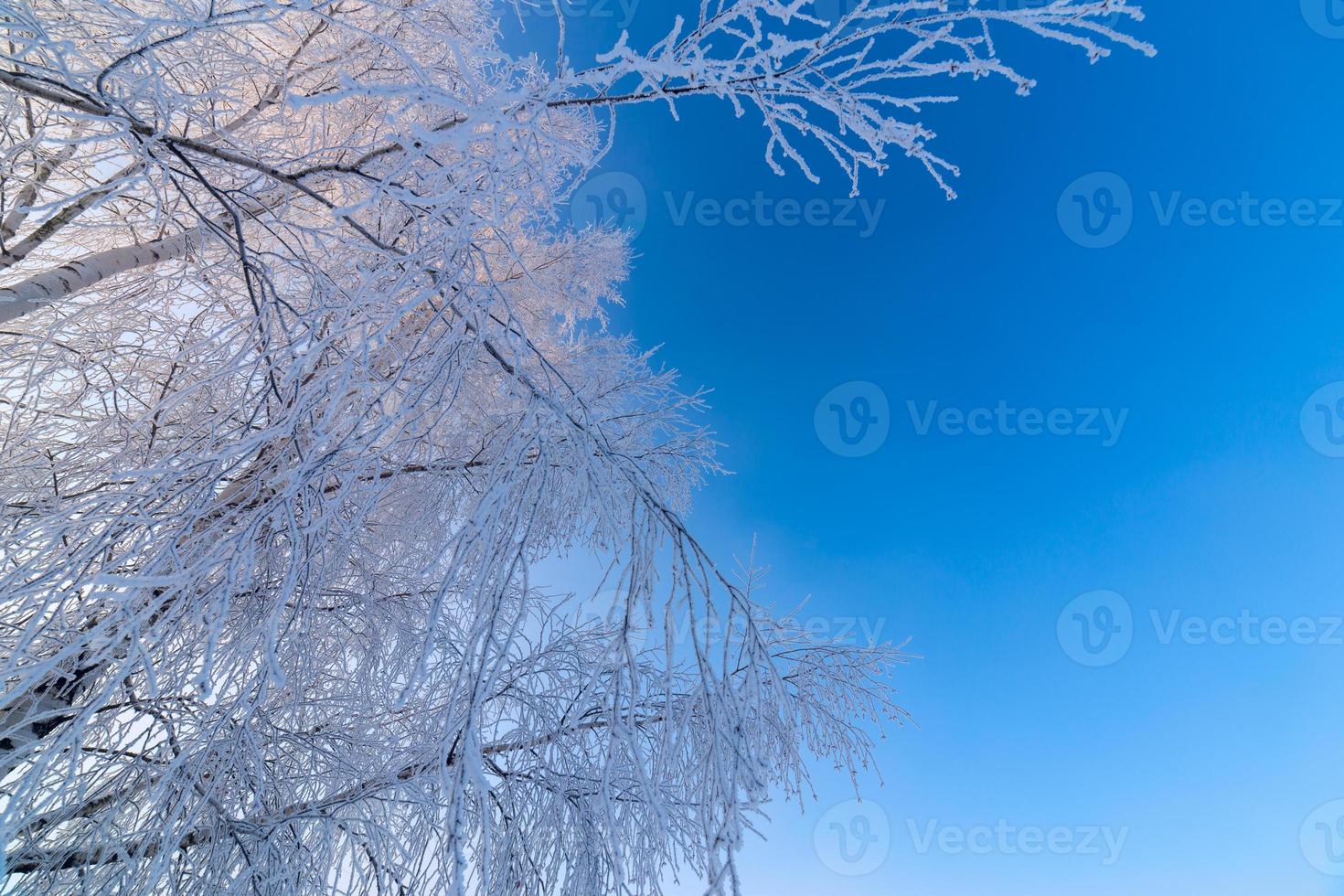 dun ijzig berk takken Aan Doorzichtig blauw helling lucht achtergrond Bij freexing winter daglicht foto