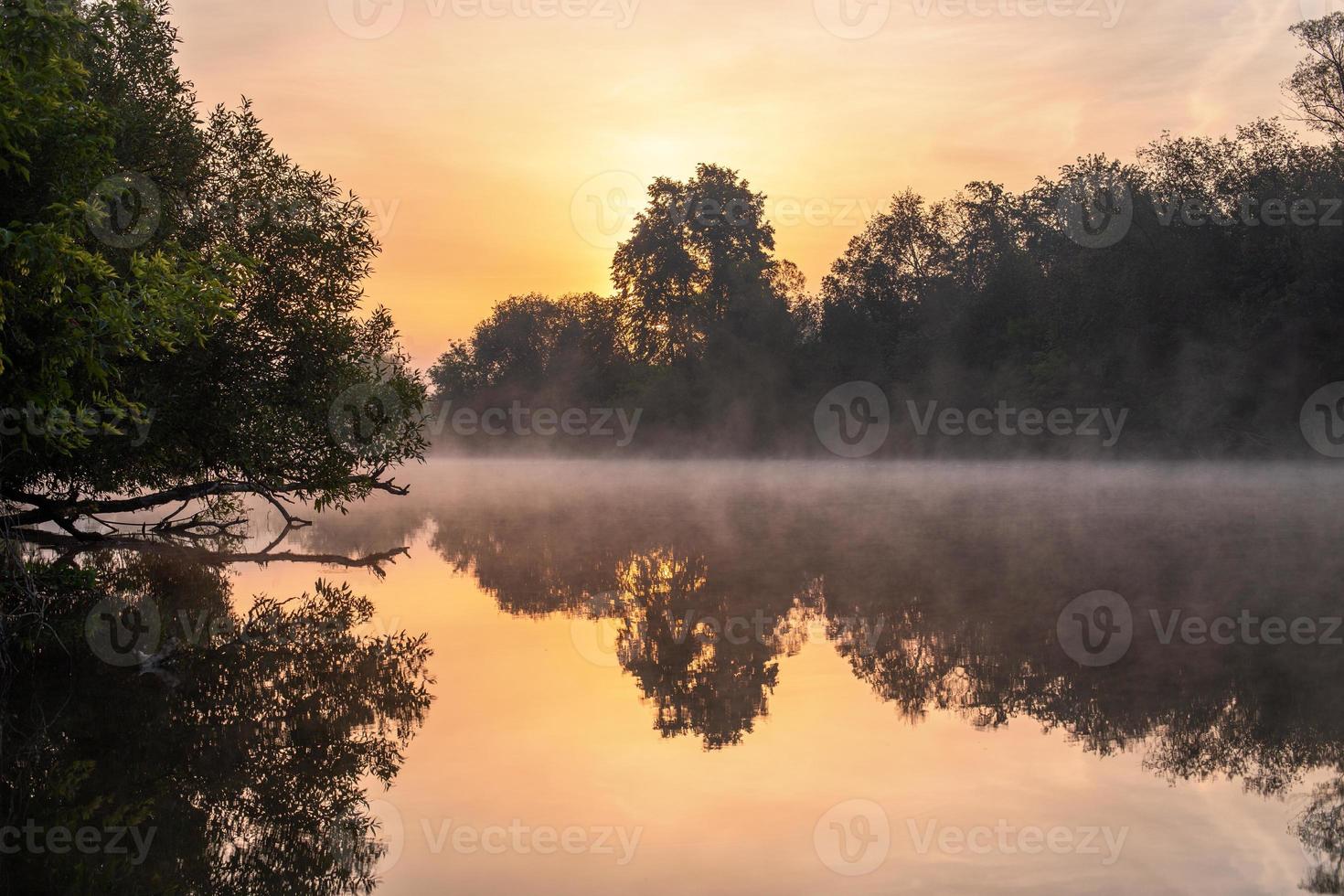 drijvend mist Aan zomer rivier- met boom over- water foto