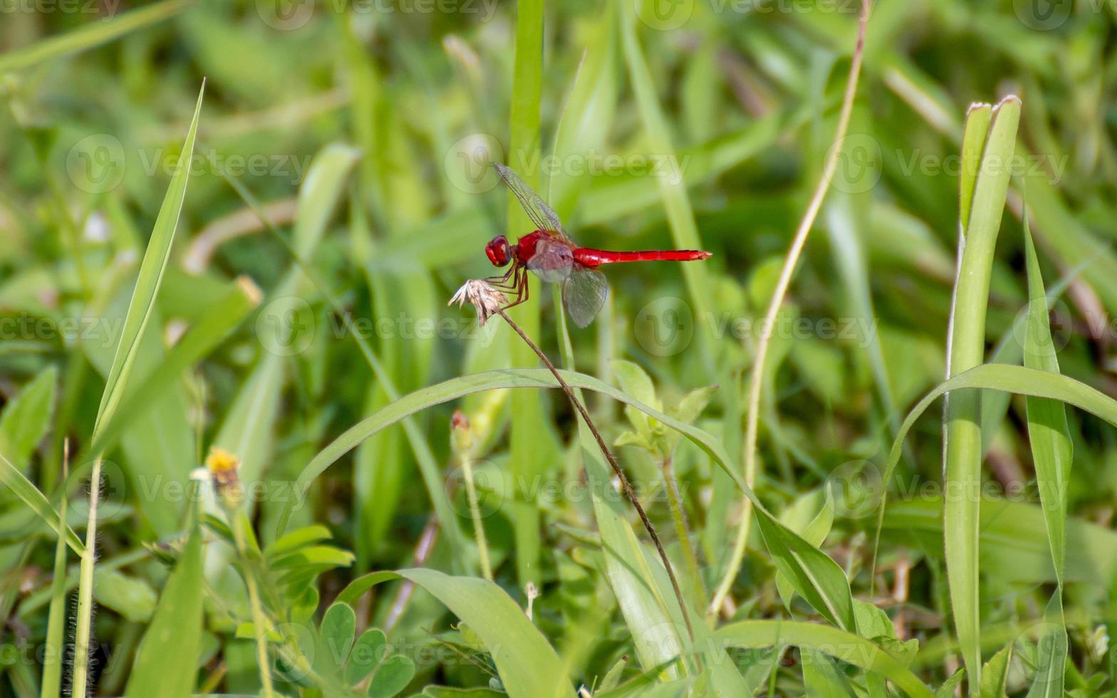 rood libel Aan de veld- foto