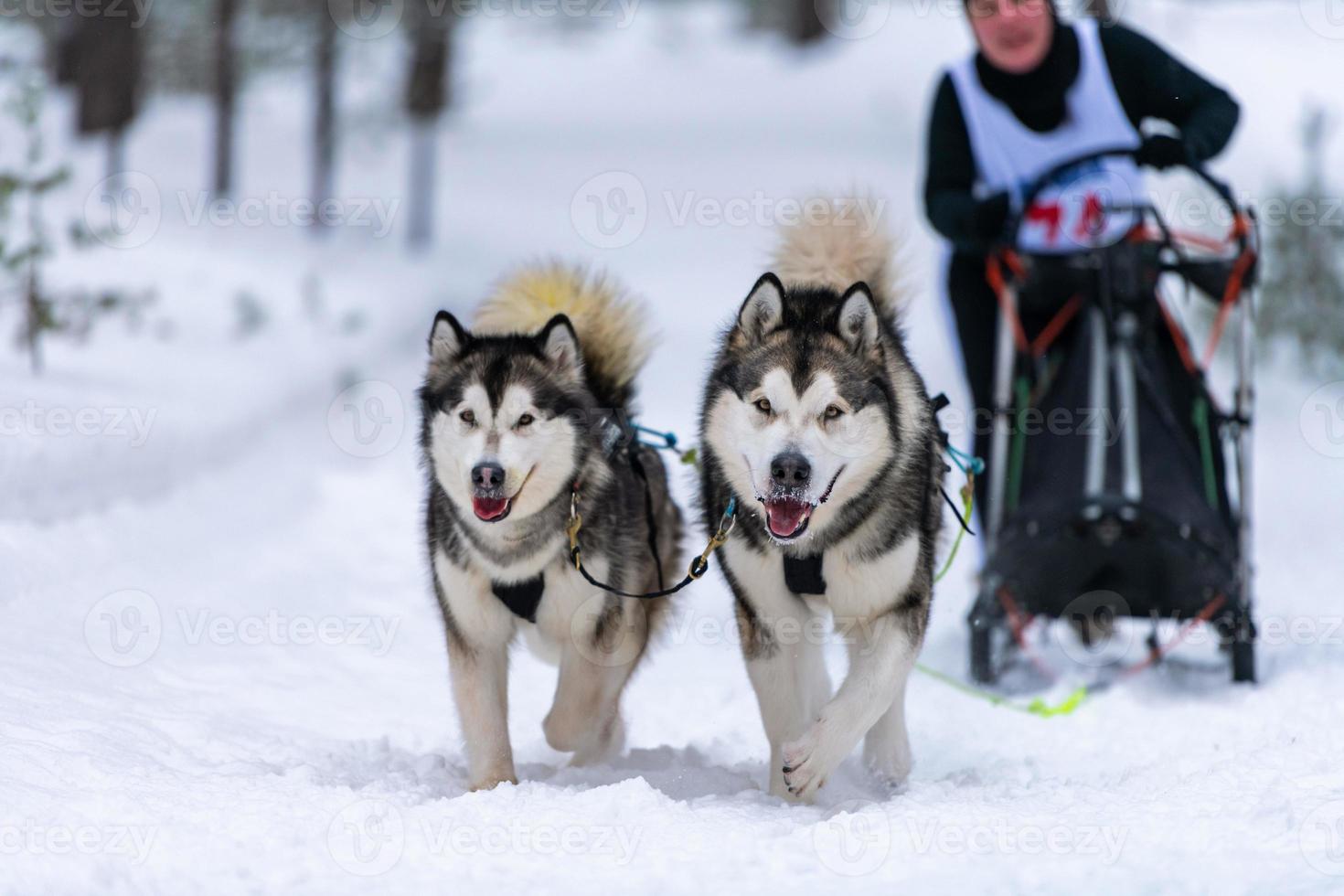 sledehondenraces. husky sledehonden team in harnas rennen en trekken hondenchauffeur. wintersport kampioenschap competitie. foto