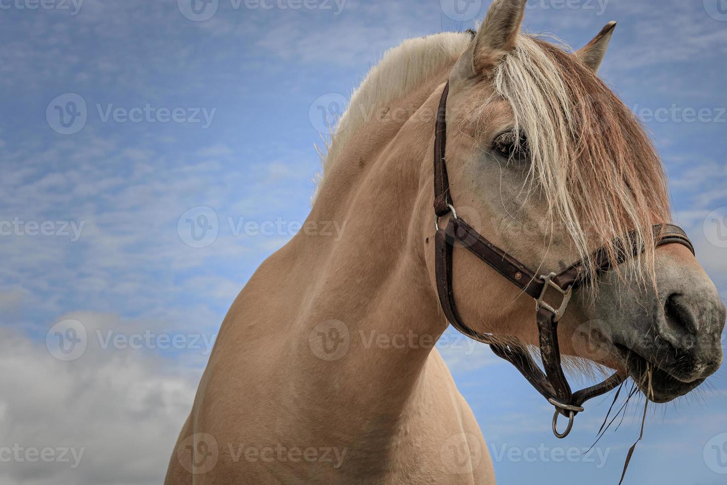 portret van een mooi Noors fjord paard foto