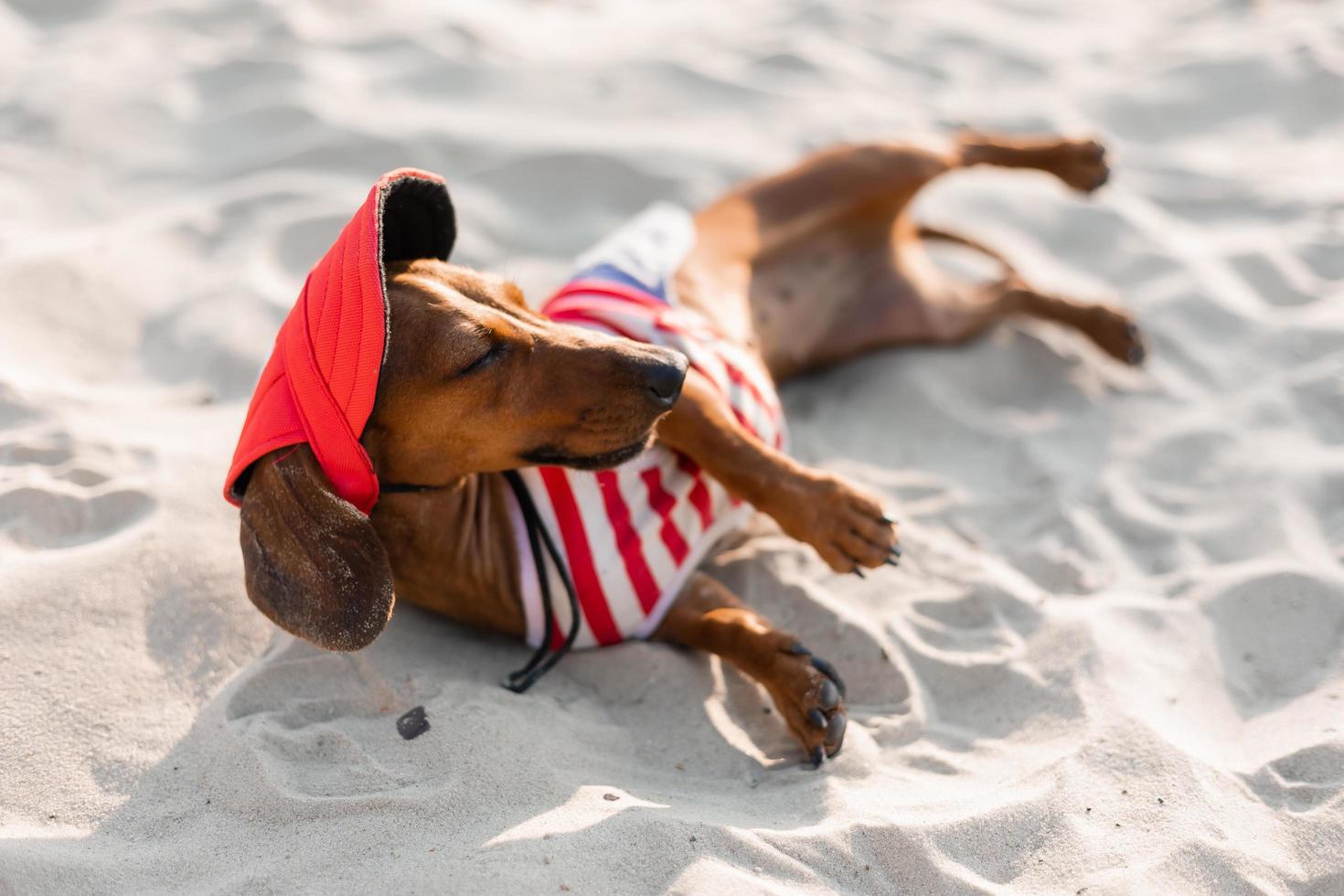 dwerg teckel in een gestreept hond overall, zonnebril en een rietje hoed is zonnen Aan een zanderig strand. hond reiziger, blogger, blogger-reiziger. hond houdt naar wandelen buitenshuis in de vers lucht. foto