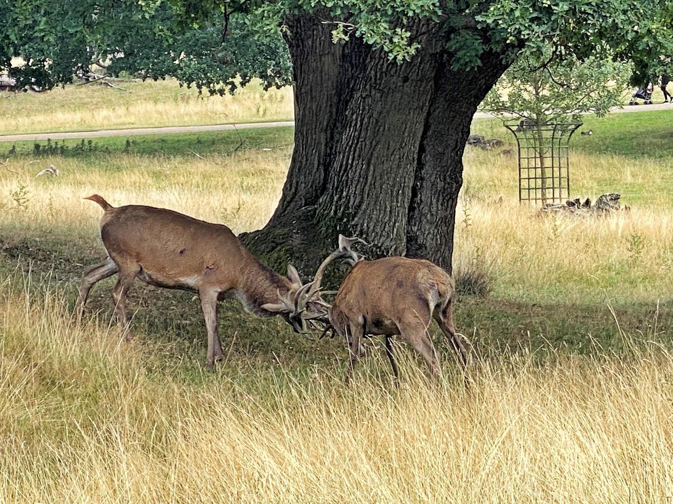 een dichtbij omhoog van een rood hert in de Cheshire platteland foto