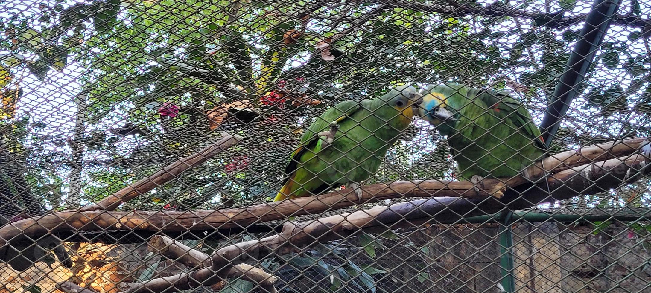 paar van papegaaien in kooi samen knuffelen foto