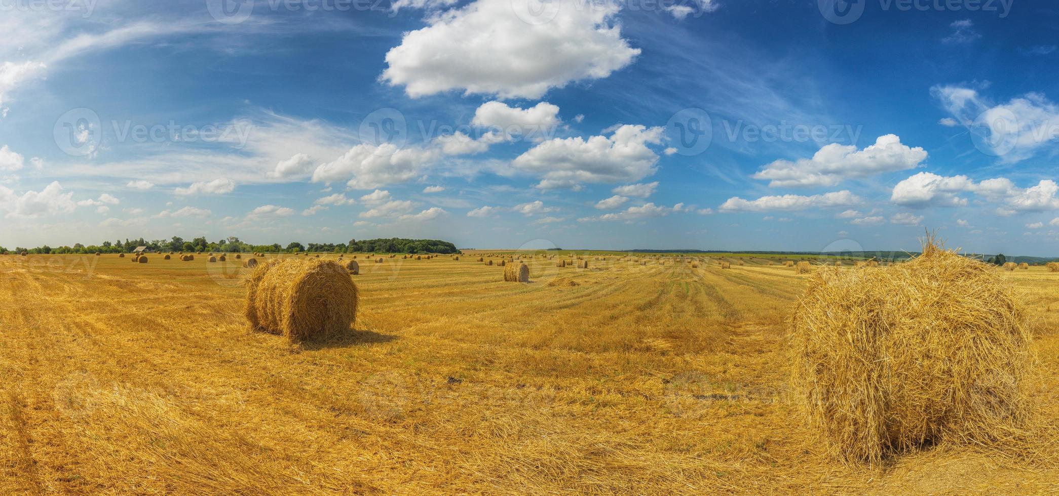 zomer veld- met rietje maait Bij daglicht breed panoramisch schot foto