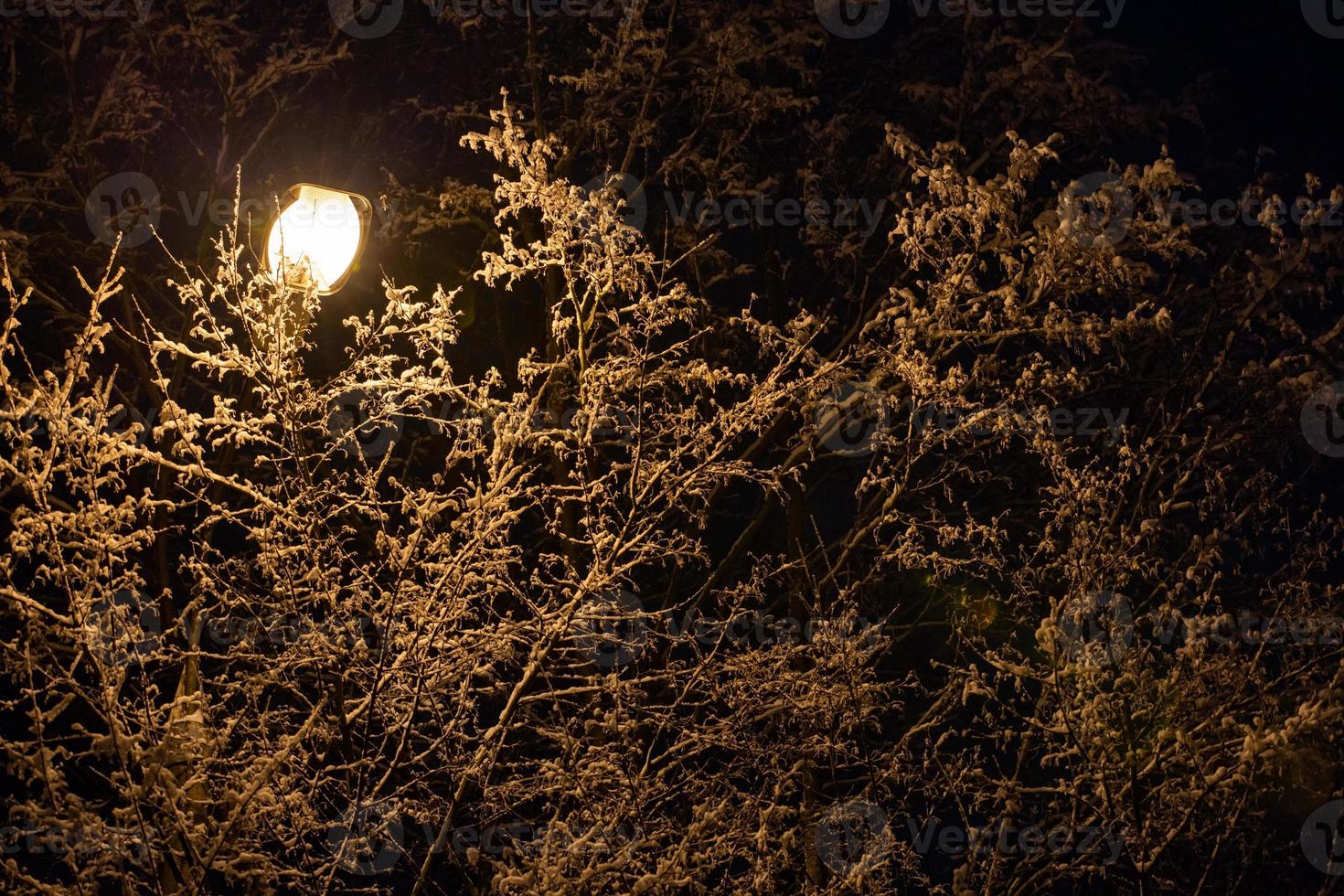 sneeuw gedekt winter takken met straat lamp binnen Bij winter nacht foto