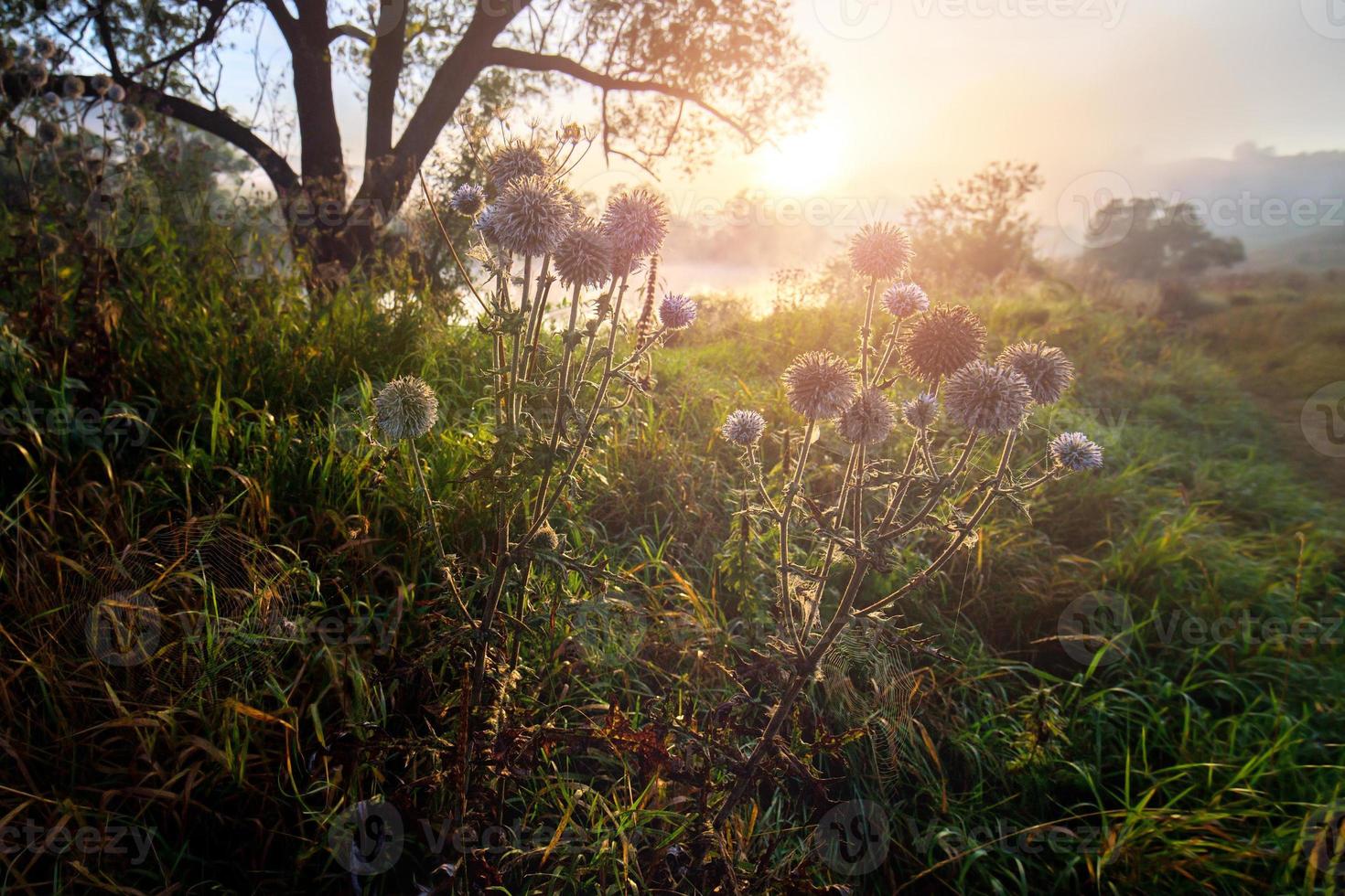 melk distel Aan kant van landelijk traject in de buurt rivier- Bij mistig zonsopkomst. foto