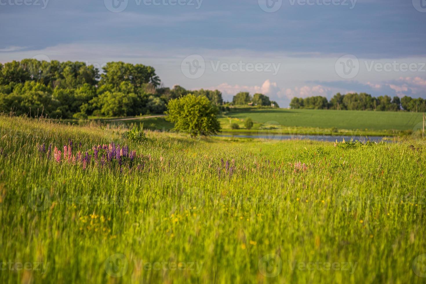 lupine in gras selectief focus landschap foto