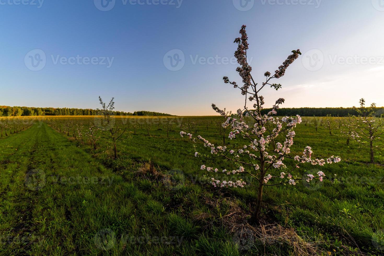 jong appel tuin Bij zonnig dag breed hoek foto