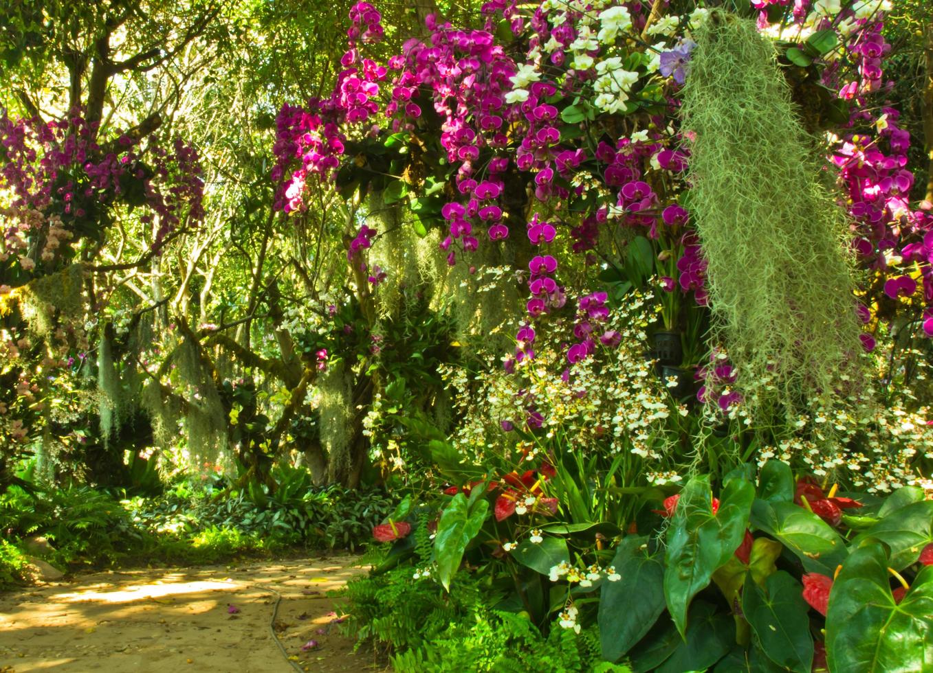 orchidee tuin in tropen foto