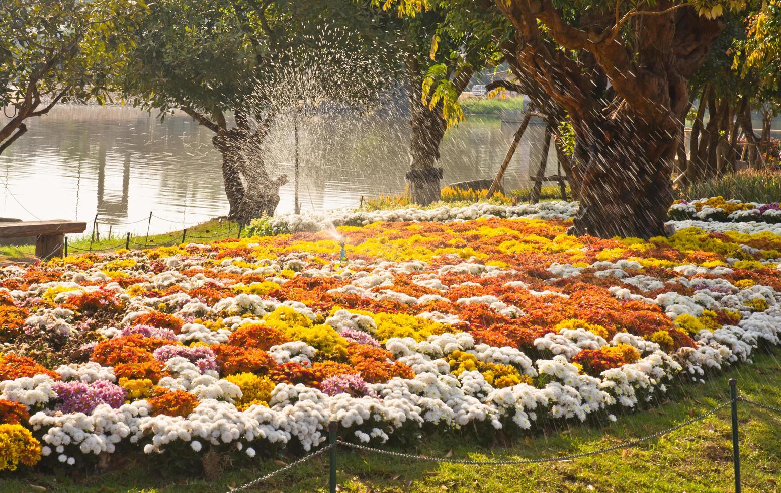 bloem tuin met sproeier sproeien water foto
