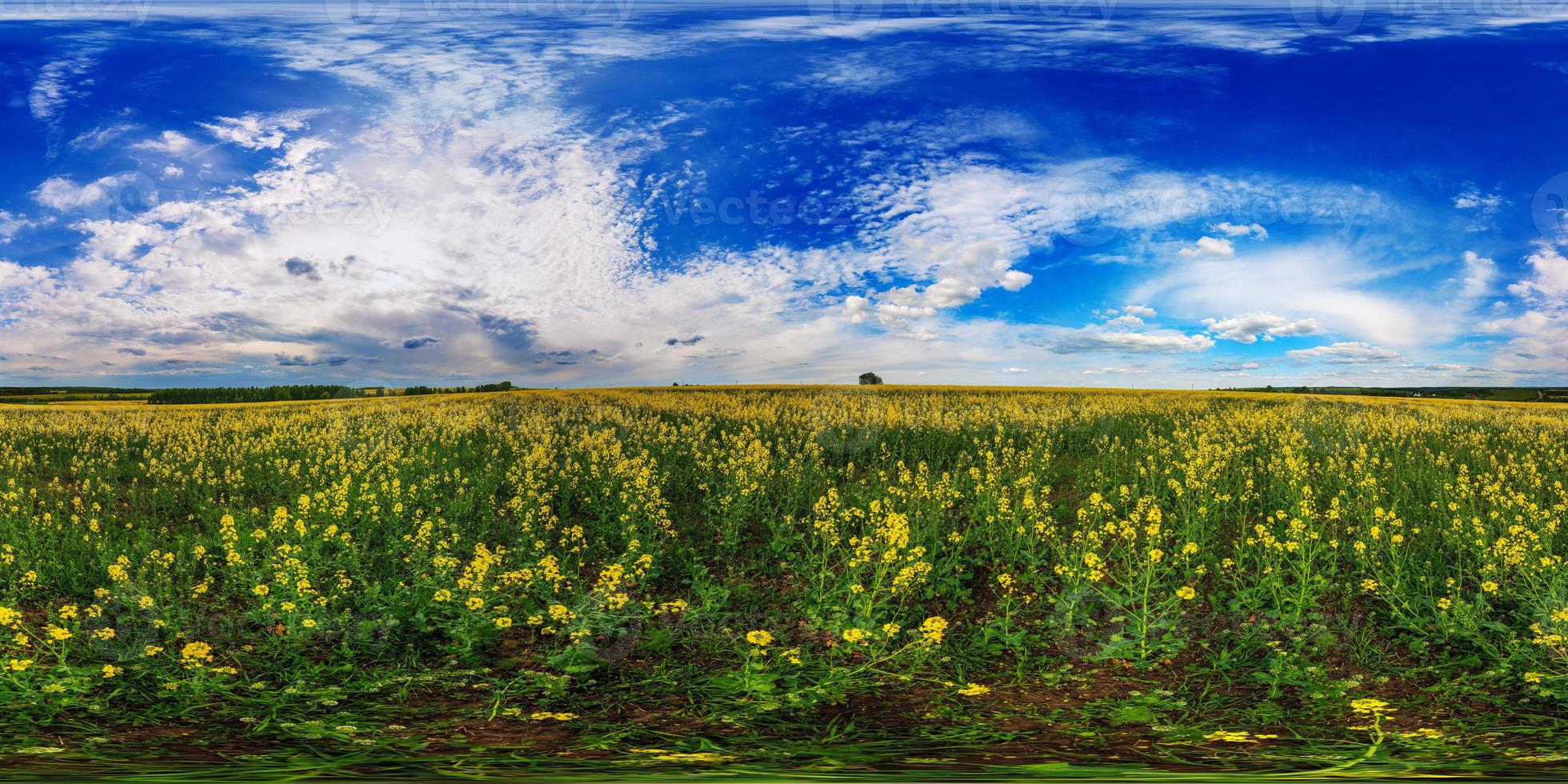 360 mate bolvormig panorama van zomer dag bloeiend geel koolzaad koolzaad veld- in rechthoekig projectie foto