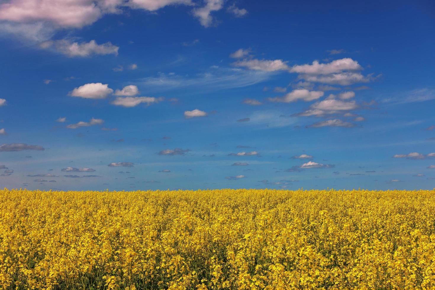 bloeiend canola veld- en blu lucht met wit wolken foto