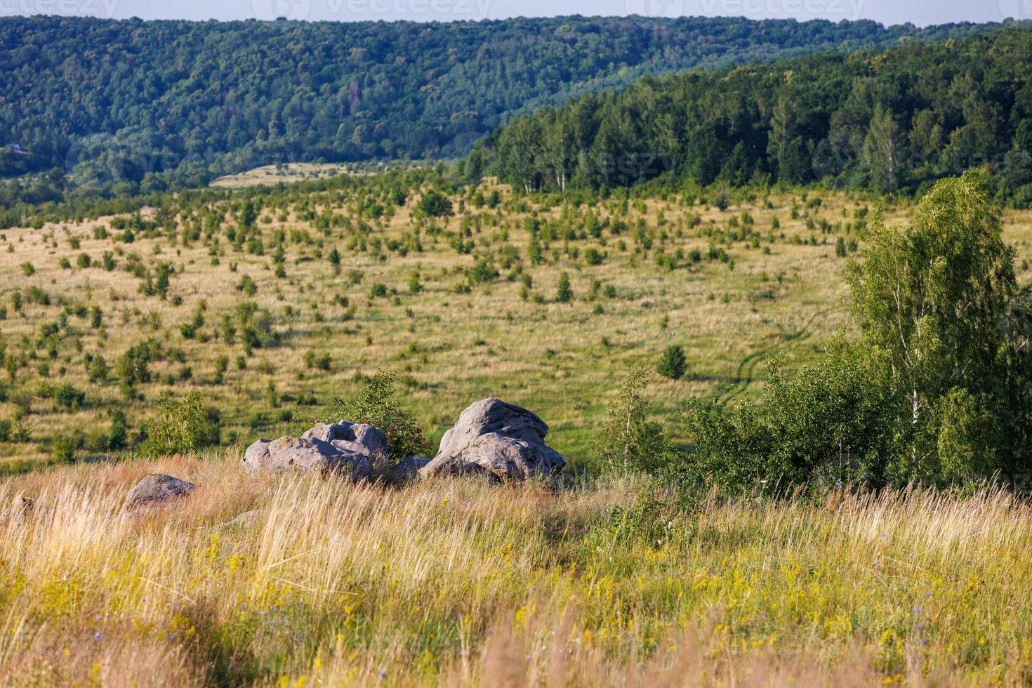 kwartsiet zandsteen rotsen Aan heuvel horen birch boom, omringd met hoog droog gras met ver weg groen Woud in wazig achtergrond foto