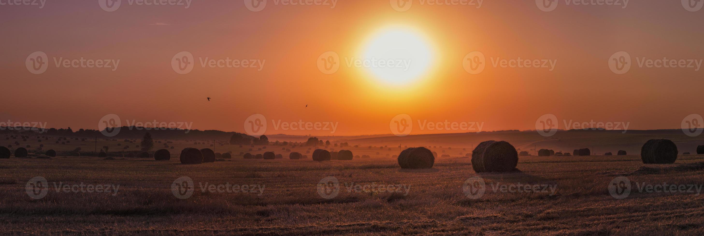 Rick veld- in gouden zonsondergang licht foto