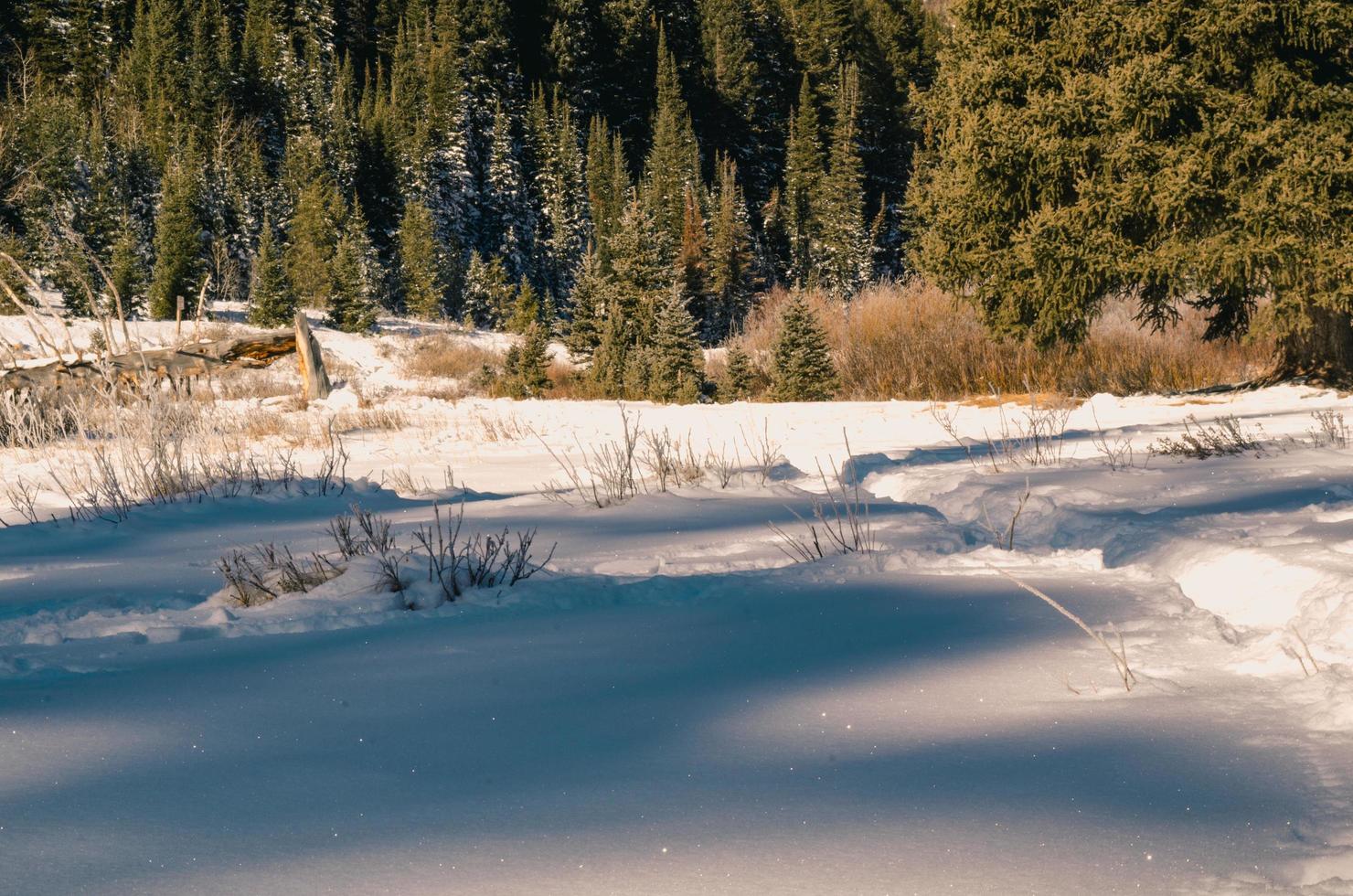 grond bedekt met sneeuw in de buurt van bomen foto