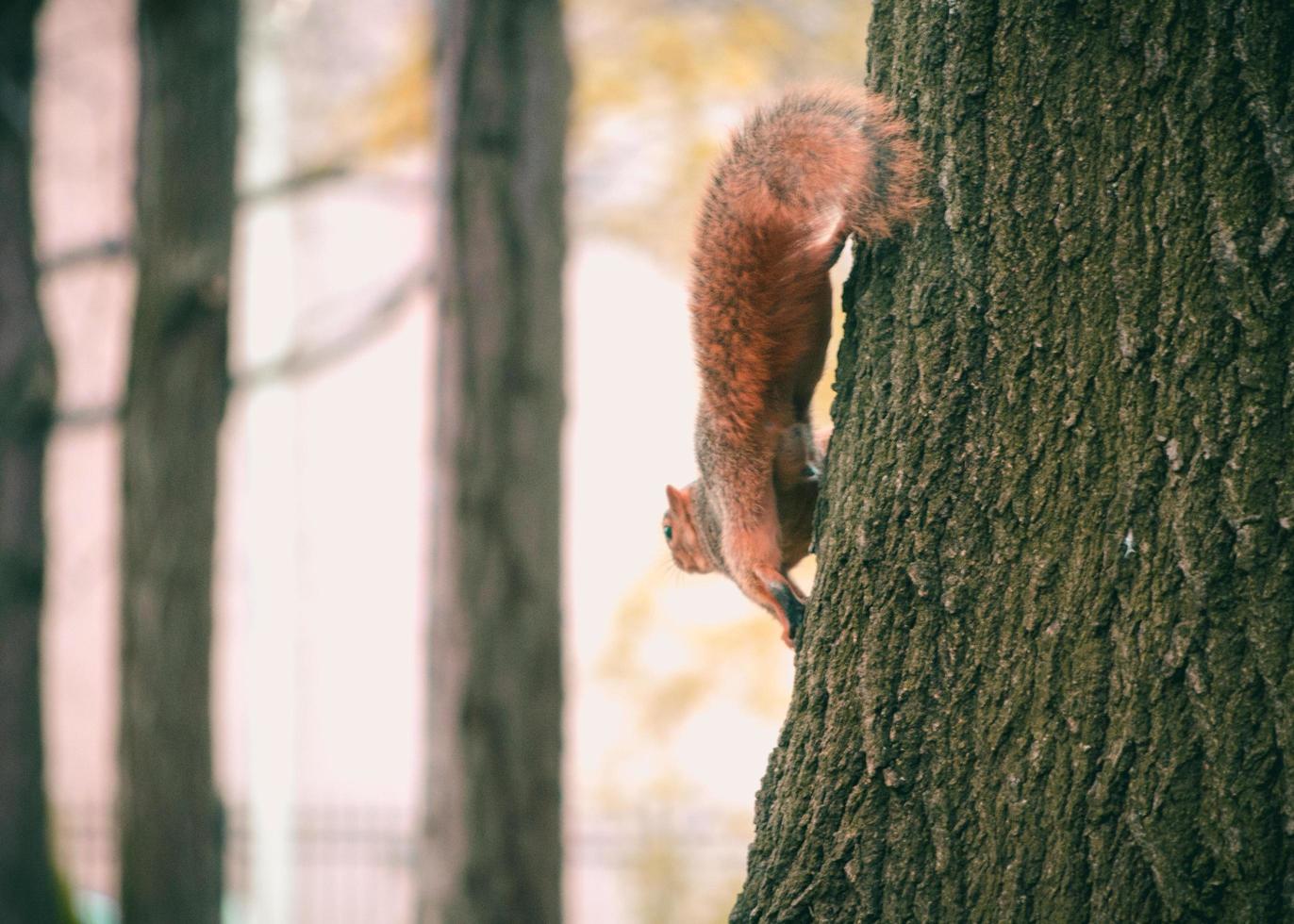 bruine eekhoorn op een boom foto