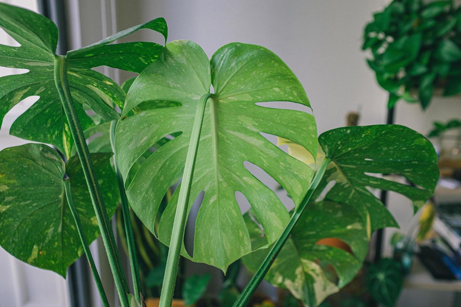 close-up van groene doorbladerde planten foto