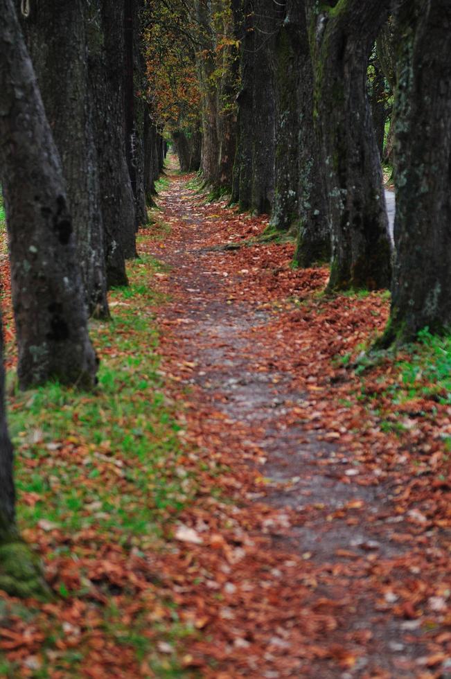 lang steeg Bij vallen herfst sessie foto