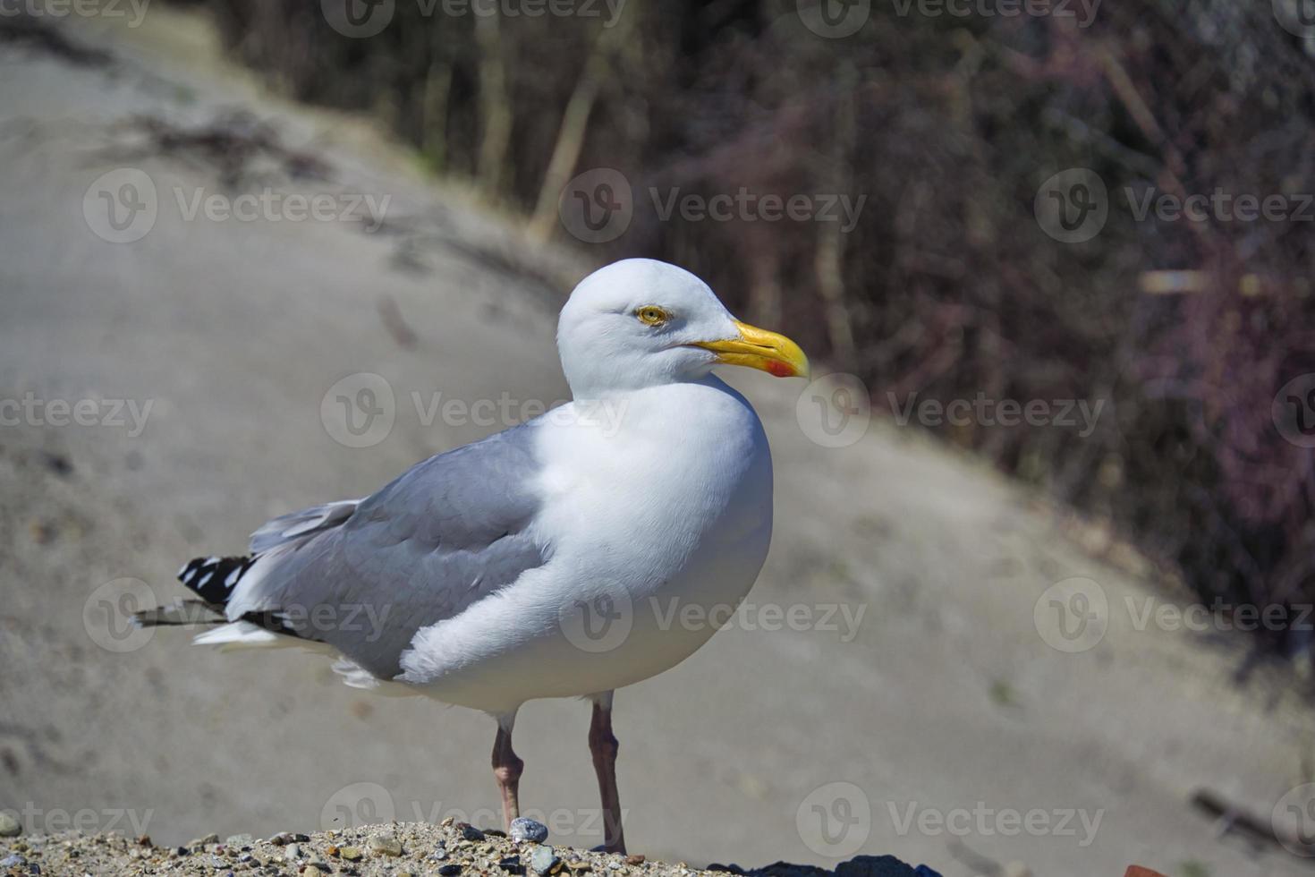 Zilvermeeuw op heligoland foto