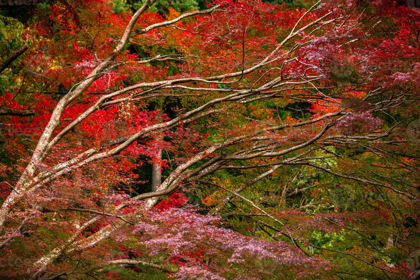 pittoreske tafereel van herfst in Japan foto