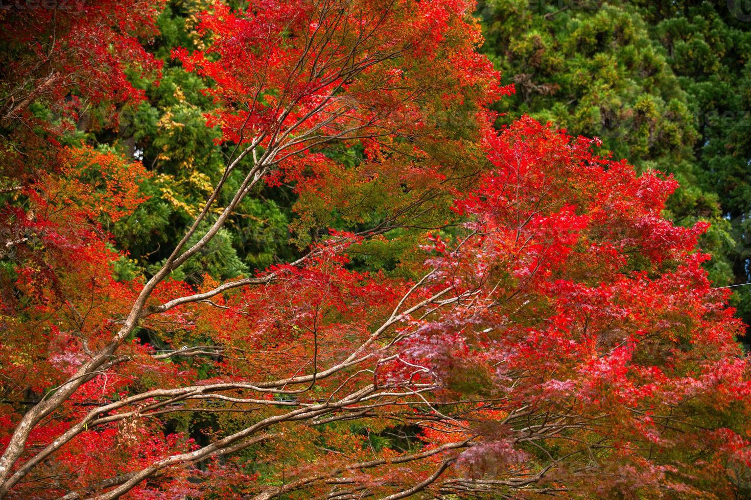 pittoreske tafereel van herfst in Japan foto