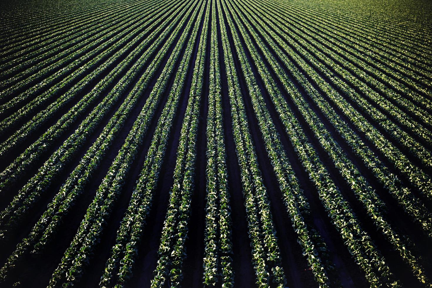 convergerende landbouwgrondgewassen foto