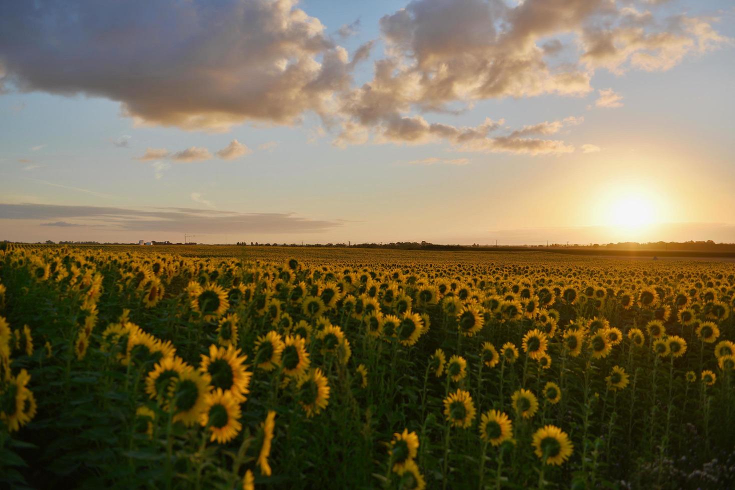 veld met zonnebloemen bij zonsondergang foto