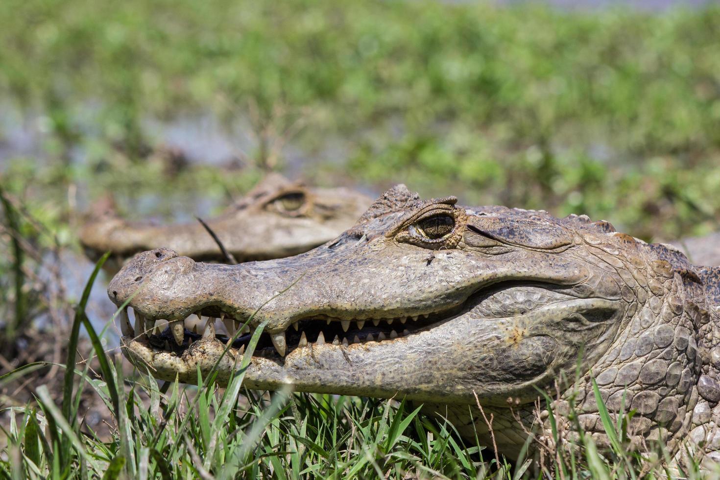 close-up krokodil foto