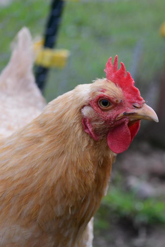 buff orpington in de tuin foto