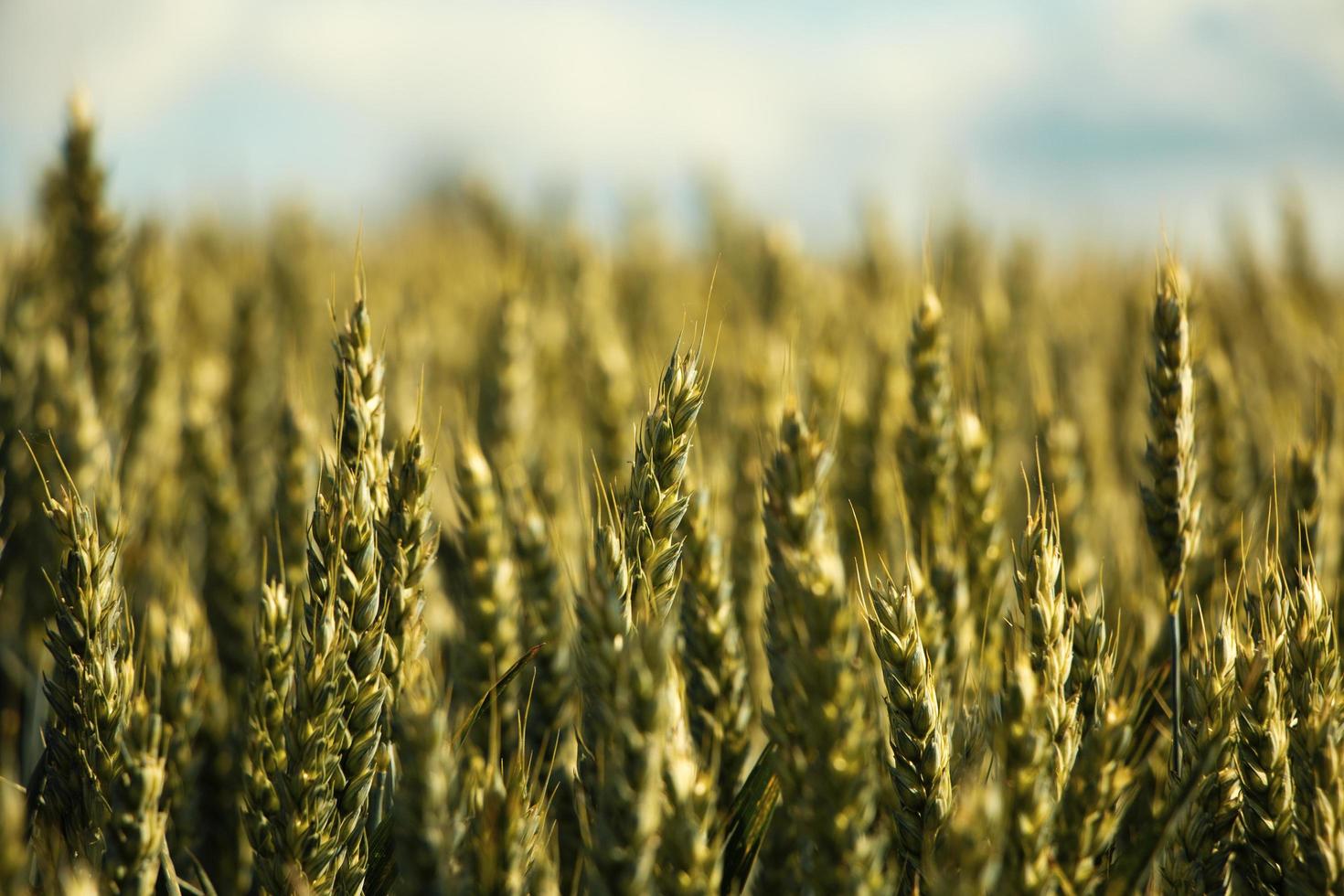 tarweveld op het platteland foto