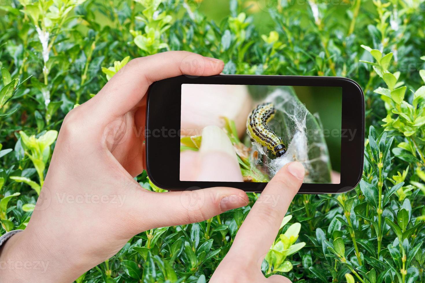 boer foto's larve van insect plaag Aan buxus foto